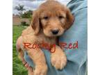 Goldendoodle Puppy for sale in Rancho Cucamonga, CA, USA