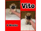 Chow Chow Puppy for sale in Porum, OK, USA