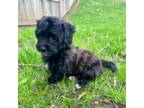 Poodle (Toy) Puppy for sale in Rogers, MN, USA