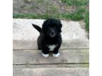 Mutt Puppy for sale in Rogers, MN, USA