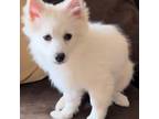 American Eskimo Dog Puppy for sale in Los Angeles, CA, USA