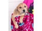 Adopt Turbi a Retriever