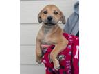 Adopt Tinker a Retriever