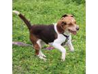 Adopt Maple a Beagle