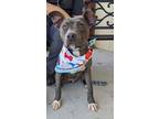 Adopt Toaster a Pit Bull Terrier, Mixed Breed