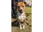 Adopt Baylee a Pit Bull Terrier, Mixed Breed