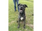 Adopt Faith a Mountain Cur, Mixed Breed