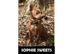 Adopt Sophie Sweets a Pit Bull Terrier