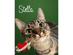 Adopt Stella a Domestic Short Hair