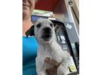 Adopt Dot a Australian Cattle Dog / Blue Heeler