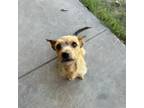 Adopt Lilac a Terrier, Mixed Breed