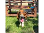 Adopt Daffodil a Basset Hound