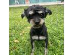 Adopt Heather a Schnauzer