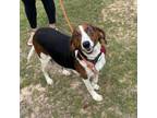Adopt Georgette a Beagle