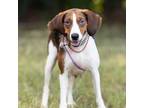 Adopt Georgette a Beagle