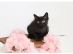 Adopt Mak a Domestic Short Hair