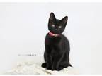 Adopt CINDER a Domestic Short Hair