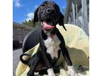 Adopt Cabernet - K149 a German Shorthaired Pointer, Black Mouth Cur