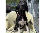 Adopt Moscato - K148 a German Shorthaired Pointer, Black Mouth Cur