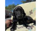 Adopt Mojito - K147 a German Shorthaired Pointer, Black Mouth Cur