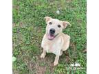 Adopt Blondie a Labrador Retriever, Cattle Dog