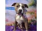 Adopt Goldy a Pit Bull Terrier
