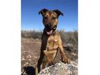 Adopt Dee Dee a Labrador Retriever, German Shepherd Dog