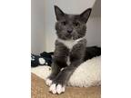 Adopt Ariel a Domestic Short Hair