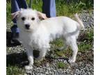 Adopt Peg a Terrier, Mixed Breed