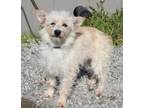 Adopt Fifi a Terrier, Mixed Breed