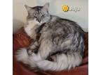 Adopt :::Juju::: a Maine Coon, Domestic Long Hair