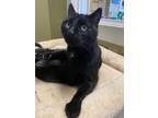 Adopt Ayla a Domestic Short Hair