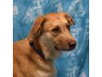 Adopt Yvette a Golden Retriever