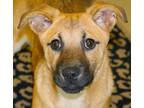 Adopt Lemon Meringue a Retriever, Catahoula Leopard Dog