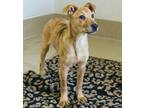 Adopt Strawberry Shortcake a Catahoula Leopard Dog, Retriever