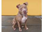 Adopt NIA a Pit Bull Terrier