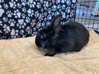 Adopt CANNELLE a Bunny Rabbit