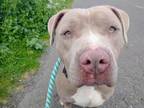 Adopt CHLOE a Pit Bull Terrier, Mixed Breed