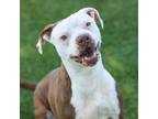 Adopt DAISY a Pit Bull Terrier