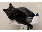 Adopt Raven a Domestic Short Hair