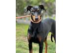 Adopt Kelly a Doberman Pinscher