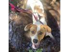 Adopt Harper a Hound, Terrier