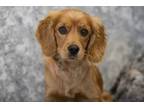 Adopt Shirley a Cocker Spaniel