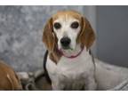 Adopt Farah a Beagle