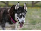 Adopt Sadie a Siberian Husky