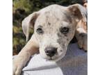 Adopt Cat Woman a Catahoula Leopard Dog, Mixed Breed