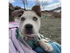 Adopt Poison Ivy a Catahoula Leopard Dog, Mixed Breed
