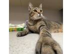 Adopt Princess a Domestic Short Hair