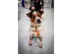 Adopt SID a Australian Cattle Dog / Blue Heeler