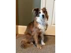 Adopt Cinnamon a Collie, Australian Shepherd